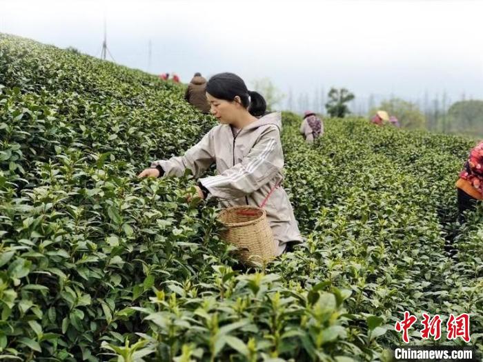 图为刘三花在茶园采茶